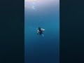 Ruang Baru #freedive #underwater #lubangbuaya #morela #ambon