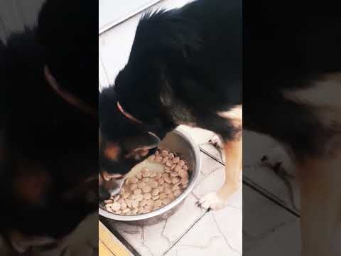 кормление собаки сухим кормом.