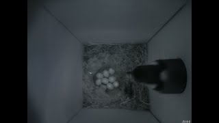 Nestbox 20180422/15:00 - 2188 frames with movement