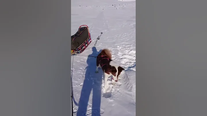 Grnlandshund 2019