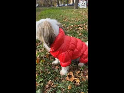 Зимовий комбінезон для собак "Дутик", XL синій, зимовий одяг для собак дрібних, середніх порід, видео 1