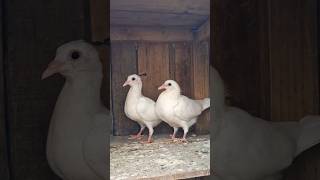Rayan Pigeons Racing Pigeon Shokh #shorts #Pigeon #racing pigeons #rayanpigeons