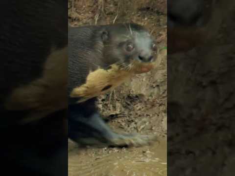 Otters DANCE to mark their territory! 🦦🪩 This otter family has some serious moves #GiantOtters