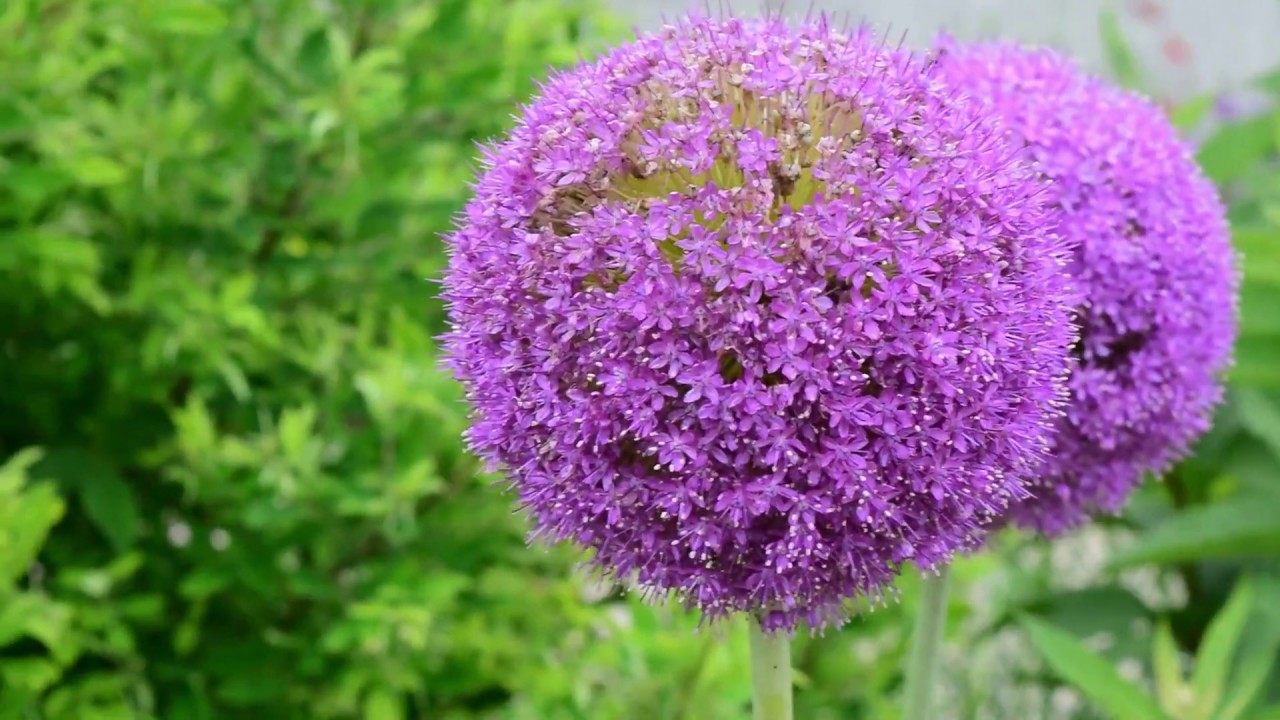 Iowa botanical garden 2019 YouTube