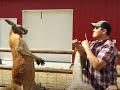 Kangaroo vs. Human - Boxing and arm wrestling