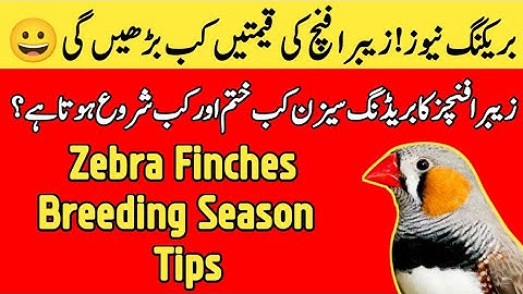 Zebra Finches Breeding Season Tips | Zebra Finches Business Future in 2024 | Mini Zoo