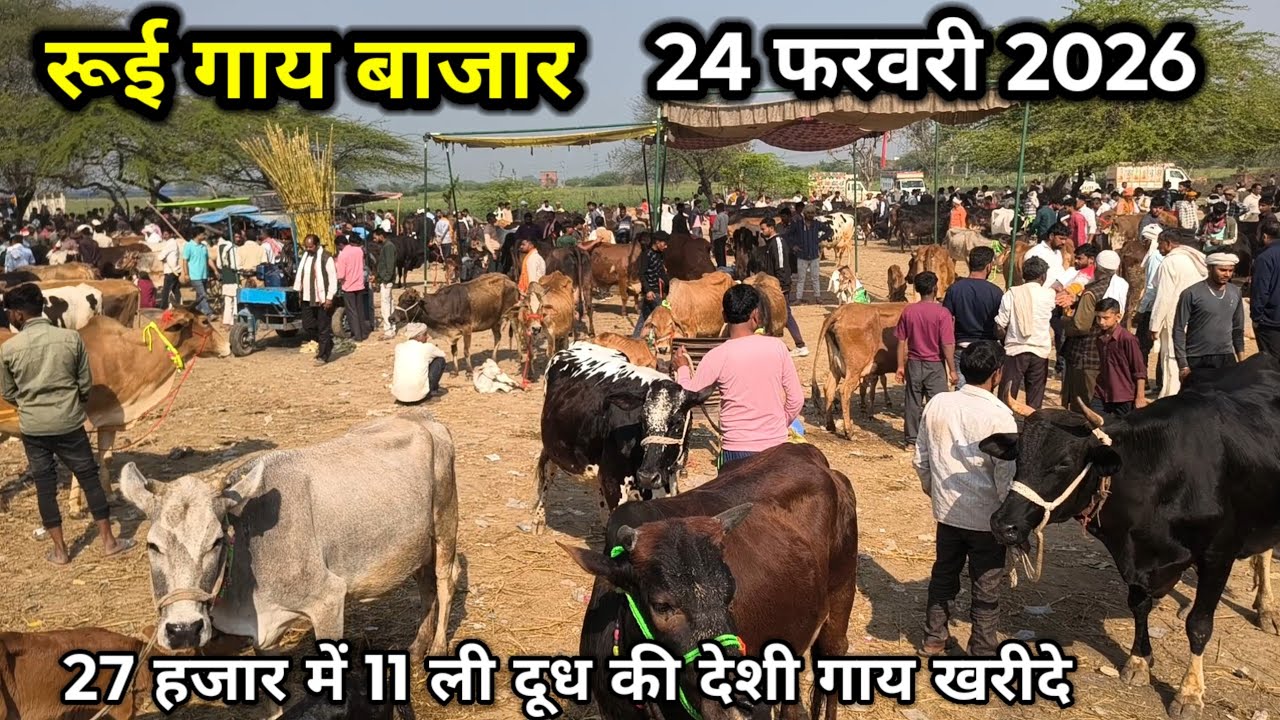 रूई गाय बाजार ll 24 फरवरी 2026 ll rui gay bajar ll rui pashu mandi ll 27 हजार मै 11 ली की गाय खरीदे 