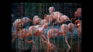 ❤ Flamingos - HD