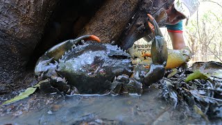 Catching a lot Crab in Secret Leaves​ after Water went down