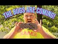 Summer is coming so are the bugs