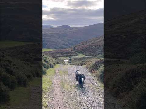 Scenic dog walk in Wales, UK! #beardedcollie #dogwalk #collie #countryside #northwales  #shorts