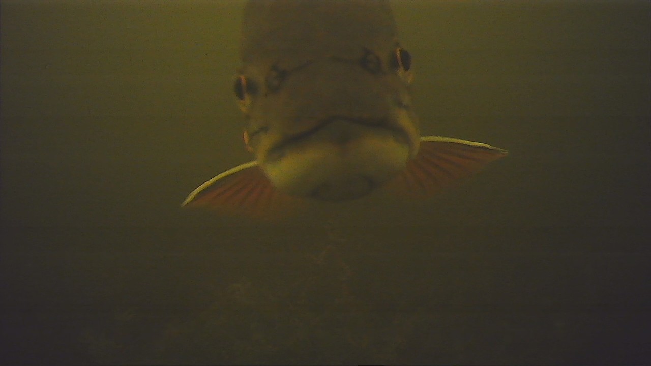 Ice Fishing for Brook Trout and Rainbow Trout