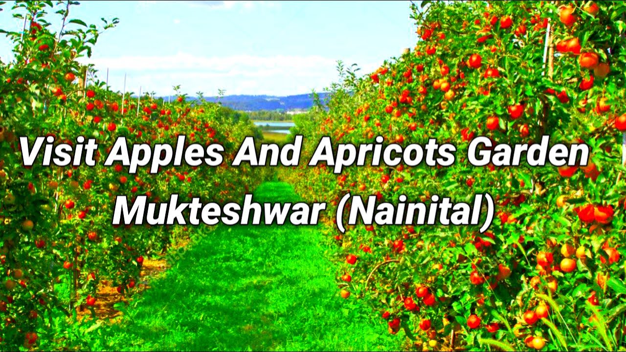 Visit Apples And Apricots Garden In Mukteshwar, Nainital Apples And