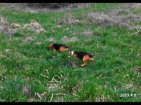 Skyview's Beagles Rabbit Hunting And AKC Field Trials - YouTube
