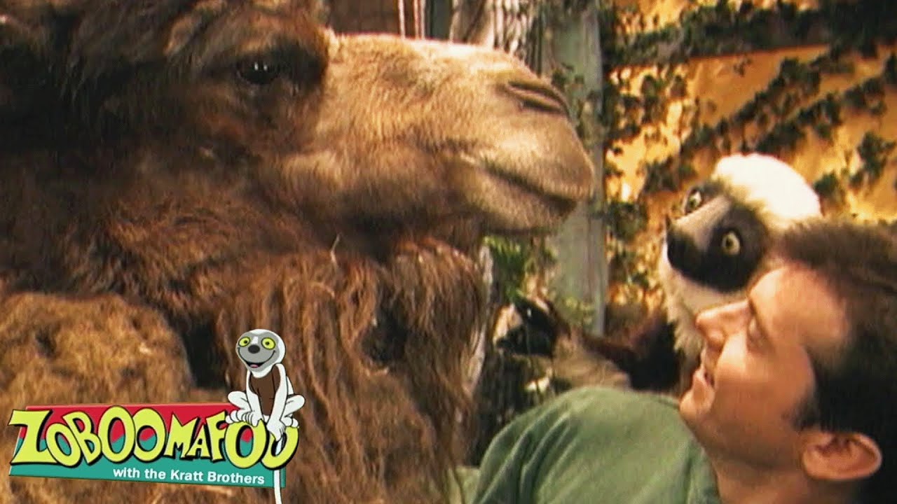 The Four F's | Zoboomafoo - WildBrain | Movies for Kids