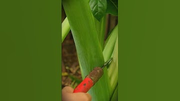 Super sharp! The perfect sickle for cutting taro stems easily #shorts