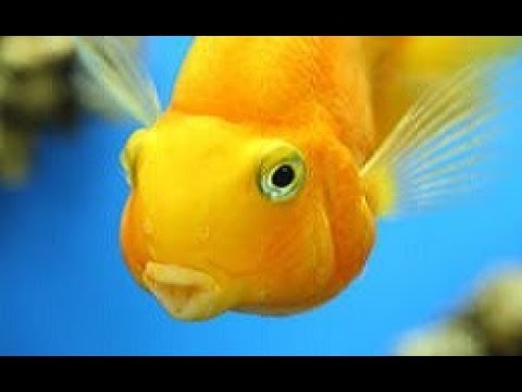 Yellow Parrot Fish in My Tank - New Update 2017