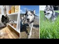 4 oddly specific things my huskies asked for!