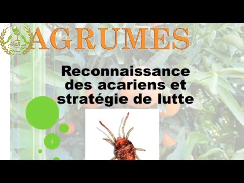 Vidéo: Que sont les acariens des bourgeons d'agrumes ? Comment traiter les acariens sur les agrumes