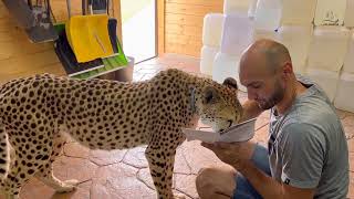 What is the cheetah doing on a hot day? How Gerda saves herself from the heat