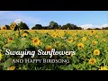 Calming Sunflower Field Ambience in France, Birds Singing for Relaxation and Meditation (1 Hour)