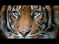 Tiger TRIBUTE - Eye of the tiger