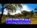 CORK FARM WITH SLATE RUIN FOR SALE - CENTRAL PORTUGAL CHEAP PROPERTY