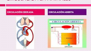 Circulación en sanguínea animales tipos de