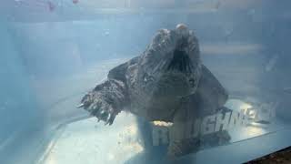 ••••ALLIGATOR• SNAPPING turtle & ••COMMON• SNAPPING turtle GROWTH SIZE COMPARISON! BOTH 4 years old