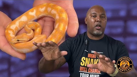 Ball Python Breeding Secrets Revealed | NARBC Dallas 2025
