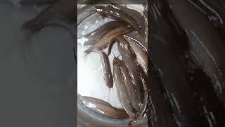 Shing Fish Running Fast | Live Catfish Movement Amazing Scene #fin_cuts_tv