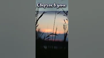 Сверчок в доме – хорошая примета или дурной знак? #shorts