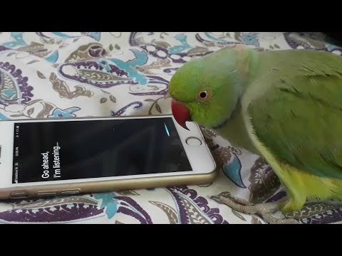 Parrots are answering the phone to ease the vet’s staffing shortage