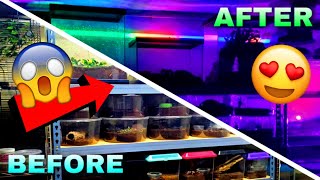 NEW LIGHTING For My HUGE Reptile Room! (CRAZY EFFECTS) by Tomas Pasie 6,672 views 4 years ago 10 minutes, 6 seconds