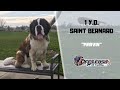 SAINT BERNARD / DOG TRAINING