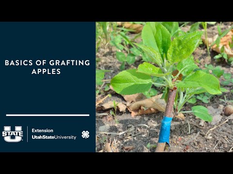 Video: Čo je podpník: Získajte informácie o vrúbľovaní na podpníkové rastliny
