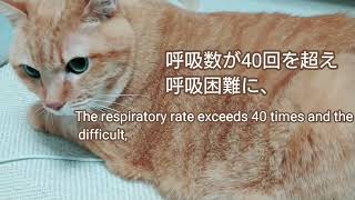 前日まで元気だった猫が急に呼吸困難になるまで/sudden cat change