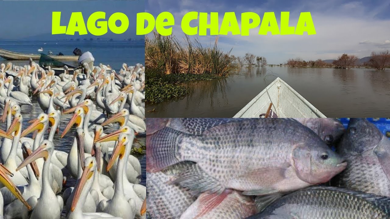 Pescando en el Lago de Chapala (Parte 2) Encontramos cientos de Pelicanos en Mismaloya.
