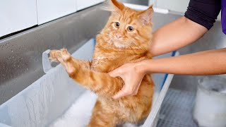 A cat who hates water takes a bath!! ✂❤