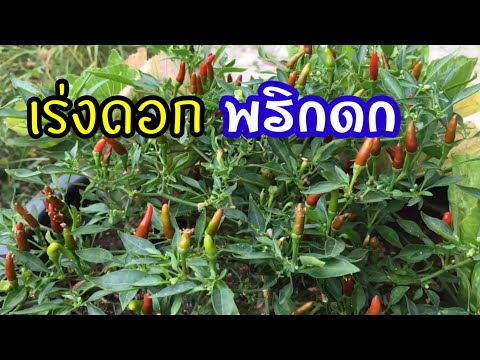 สูตรเร่งดอกพริก ดกมากกินแทบไม่ทัน ฉีดพ่นตอนพริกมีดอกได้หรือไม่  | เกษตรกรชาวบ้าน