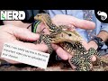 Reptile "Taming" - Building a Relationship of Trust With Your Pet