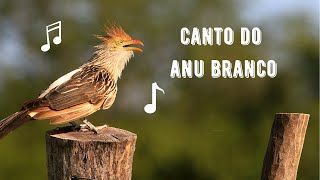 Canto do Anu Branco / Rabo de Palha | Guira Cuckoo | Guira Guira screenshot 1