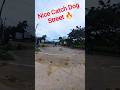 Middle Road Sleep Dog Catch #shorts #youtubeshorts #shortsfeed #dogcatch