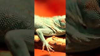 Lizard is waiting for you
