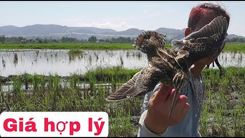 Lưới chim rẽ giun hàng chuẩn/ Anh em tham khảo