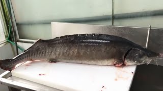 Alive STURGEON vs Chilled STURGEON Cutting and Cooking - Vietnam Street Food