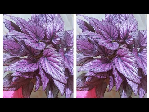 Video: Begonias Böyüməsində Xüsusi çətinliklər