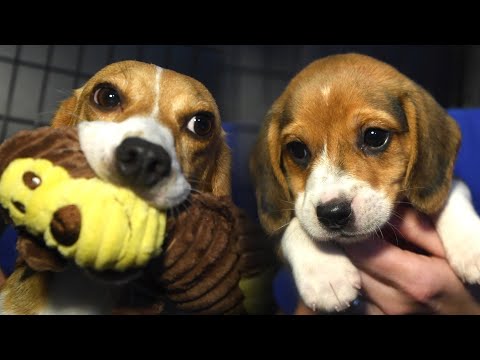 Video: Mainan Besar untuk Beagles