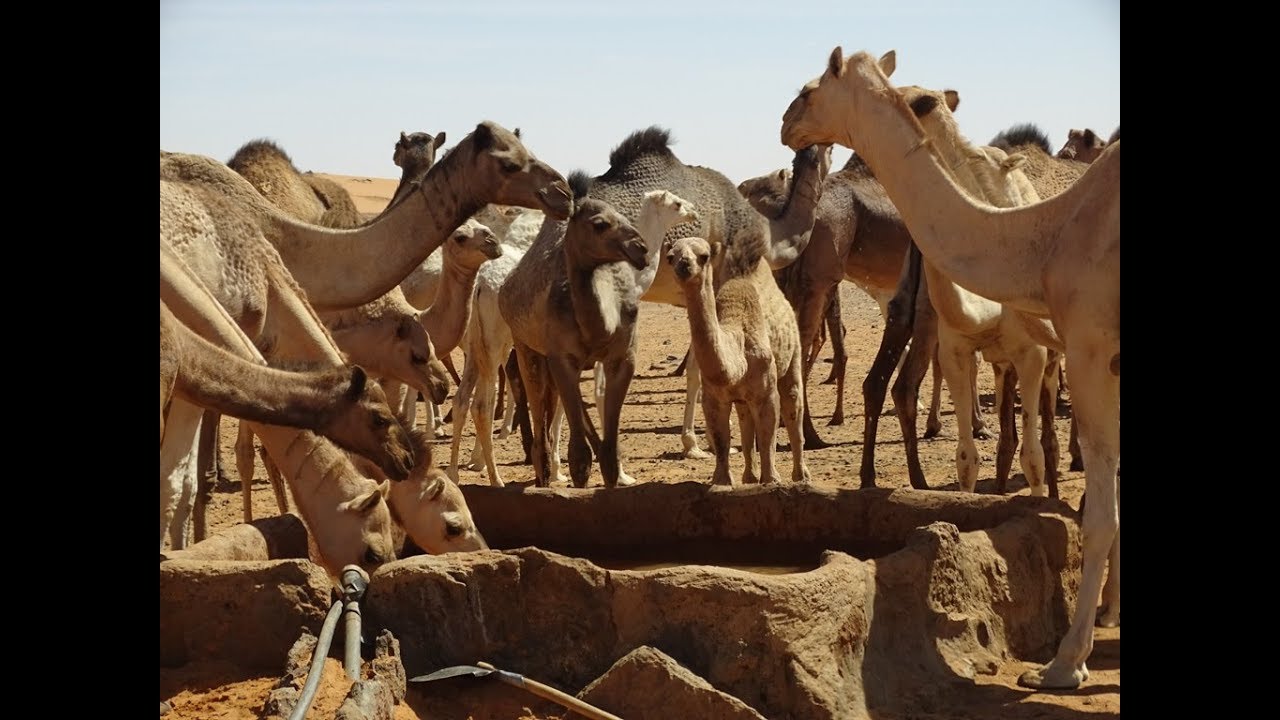 Desert Watering Hole
