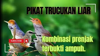 MP3 Pikat Trucukan Terancam Kombinasi Prenjak Stater.